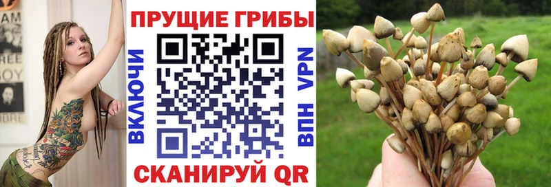 Псилоцибиновые грибы мицелий Владикавказ